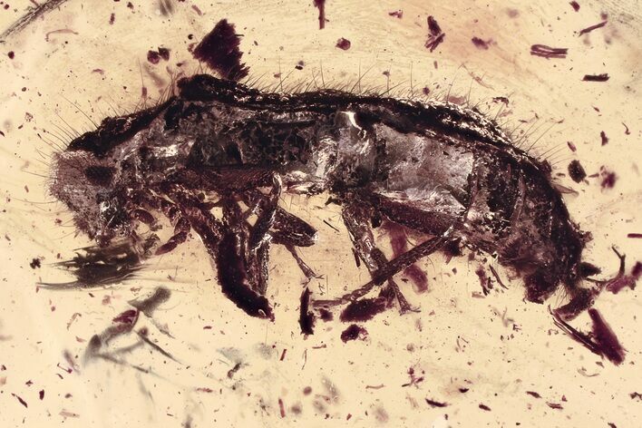 Fossil Soft-Winged Flower Beetle (Melyridae) in Baltic Amber #367417
